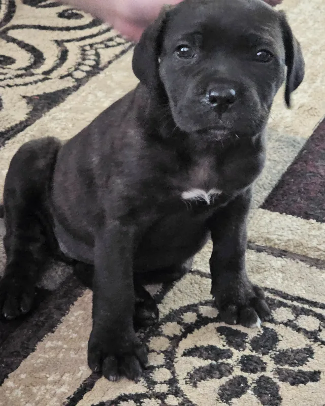 The real Jinx as a puppy: a black Cane Corso with a little white chest patch